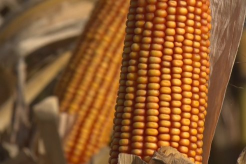 El maíz argentino, motor de desarrollo sustentable
