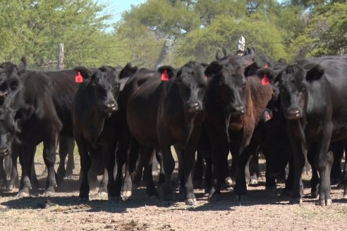 Consignataria Ferreyra Spessot impulsa la Feria y Concurso de Terneros en la Rural de Federal