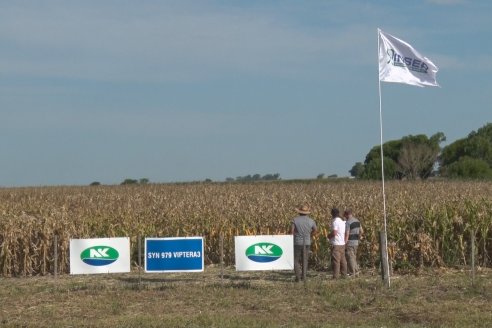 Recorrida Ensayos de Maiz - INSER y NK Semillas - Viale, Entre Ríos