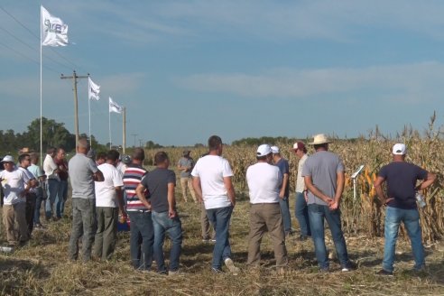 Recorrida Ensayos de Maiz - INSER y NK Semillas - Viale, Entre Ríos