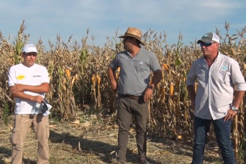 Recorrida Ensayos de Maiz - INSER y NK Semillas - Viale, Entre Ríos