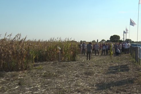 Recorrida Ensayos de Maiz - INSER y NK Semillas - Viale, Entre Ríos