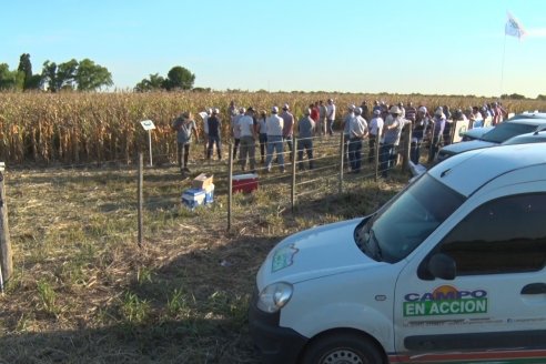 Recorrida Ensayos de Maiz - INSER y NK Semillas - Viale, Entre Ríos