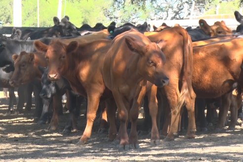 Visita a Establecimiento Don Coco en Federal con la firma Ferreyra Spessot Consignataria