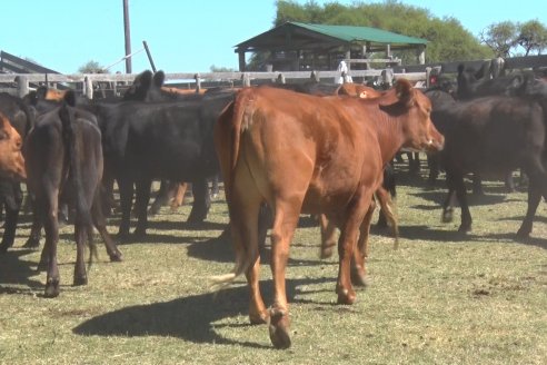 Visita a Establecimiento Don Coco en Federal con la firma Ferreyra Spessot Consignataria