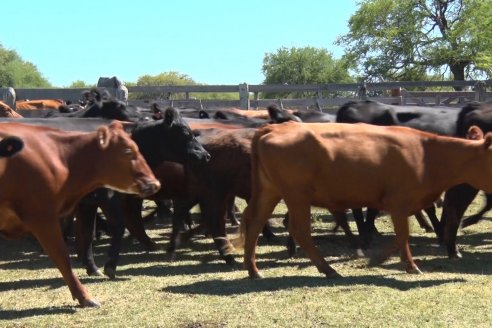 Visita a Establecimiento Don Coco en Federal con la firma Ferreyra Spessot Consignataria