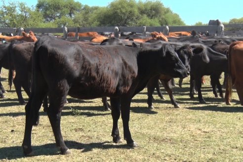 Visita a Establecimiento Don Coco en Federal con la firma Ferreyra Spessot Consignataria