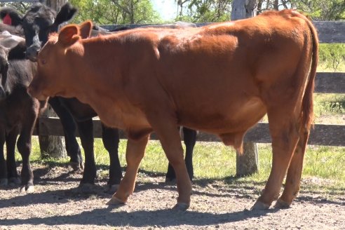 Visita a Establecimiento Don Coco en Federal con la firma Ferreyra Spessot Consignataria