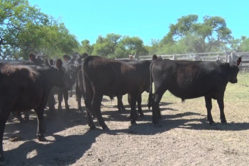 Visita a Establecimiento Don Coco en Federal con la firma Ferreyra Spessot Consignataria