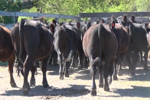 Visita a Establecimiento Don Coco en Federal con la firma Ferreyra Spessot Consignataria