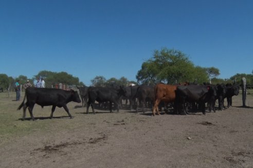 Visita a Establecimiento Don Coco en Federal con la firma Ferreyra Spessot Consignataria