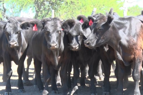 Visita a Establecimiento Don Coco en Federal con la firma Ferreyra Spessot Consignataria