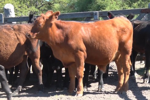 Visita a Establecimiento Don Coco en Federal con la firma Ferreyra Spessot Consignataria