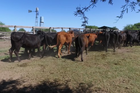 Visita a Establecimiento Don Coco en Federal con la firma Ferreyra Spessot Consignataria