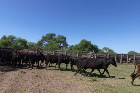 Visita a Establecimiento Don Coco en Federal con la firma Ferreyra Spessot Consignataria