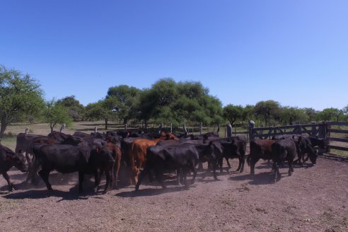 Visita a Establecimiento Don Coco en Federal con la firma Ferreyra Spessot Consignataria