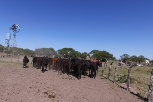 Visita a Establecimiento Don Coco en Federal con la firma Ferreyra Spessot Consignataria