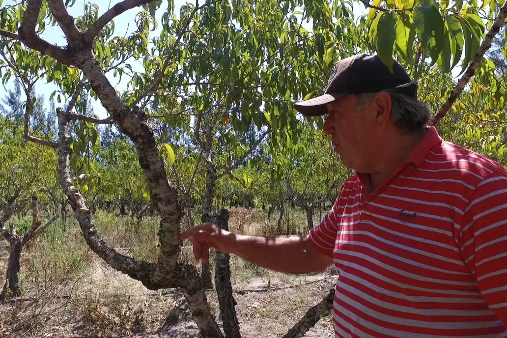 La intención es aportar a la mejora de la producción en las quintas.