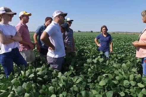 El rinde de la soja rondará los 2.500 kilos por hectárea