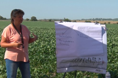 Recorrida a Campo: Manejo de enfermedades en soja y maíz en Aldea Maria Luisa - Raices del Este SRL y Syngenta