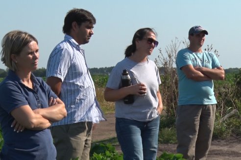 Recorrida a Campo: Manejo de enfermedades en soja y maíz en Aldea Maria Luisa - Raices del Este SRL y Syngenta