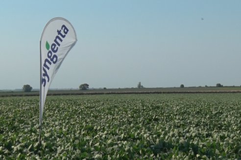 Recorrida a Campo: Manejo de enfermedades en soja y maíz en Aldea Maria Luisa - Raices del Este SRL y Syngenta