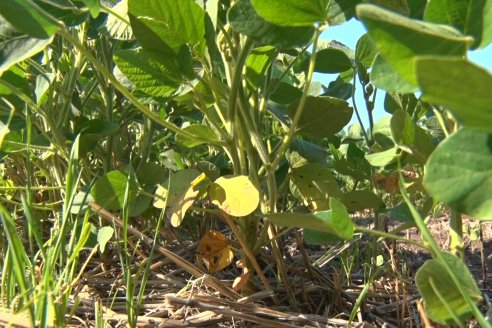 Recorrida a Campo: Manejo de enfermedades en soja y maíz en Aldea Maria Luisa - Raices del Este SRL y Syngenta