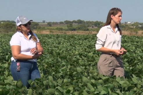 Recorrida a Campo: Manejo de enfermedades en soja y maíz en Aldea Maria Luisa - Raices del Este SRL y Syngenta