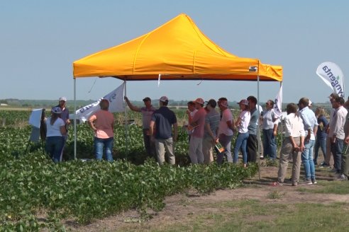 Recorrida a Campo: Manejo de enfermedades en soja y maíz en Aldea Maria Luisa - Raices del Este SRL y Syngenta