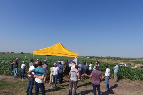 Recorrida a Campo: Manejo de enfermedades en soja y maíz en Aldea Maria Luisa - Raices del Este SRL y Syngenta