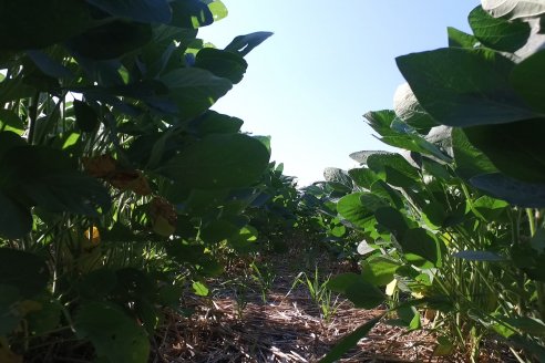 Recorrida a Campo: Manejo de enfermedades en soja y maíz en Aldea Maria Luisa - Raices del Este SRL y Syngenta