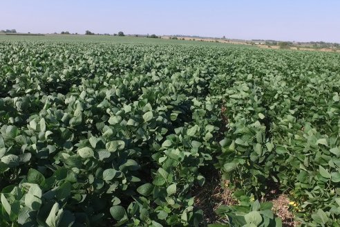 Recorrida a Campo: Manejo de enfermedades en soja y maíz en Aldea Maria Luisa - Raices del Este SRL y Syngenta