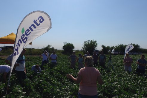 Recorrida a Campo: Manejo de enfermedades en soja y maíz en Aldea Maria Luisa - Raices del Este SRL y Syngenta