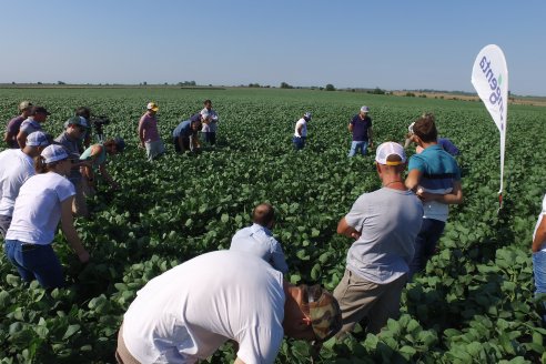 Recorrida a Campo: Manejo de enfermedades en soja y maíz en Aldea Maria Luisa - Raices del Este SRL y Syngenta