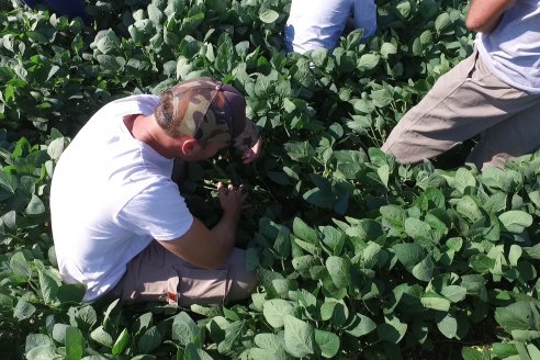 Recorrida a Campo: Manejo de enfermedades en soja y maíz en Aldea Maria Luisa - Raices del Este SRL y Syngenta