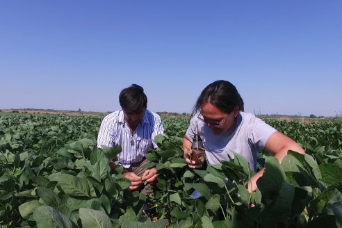 Recorrida a Campo: Manejo de enfermedades en soja y maíz en Aldea Maria Luisa - Raices del Este SRL y Syngenta