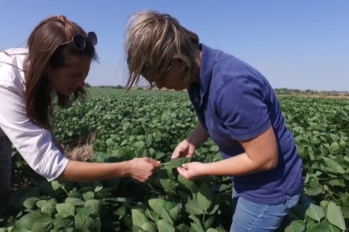 Recorrida a Campo: Manejo de enfermedades en soja y maíz en Aldea Maria Luisa - Raices del Este SRL y Syngenta