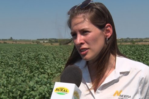 Recorrida a Campo: Manejo de enfermedades en soja y maíz en Aldea Maria Luisa - Raices del Este SRL y Syngenta