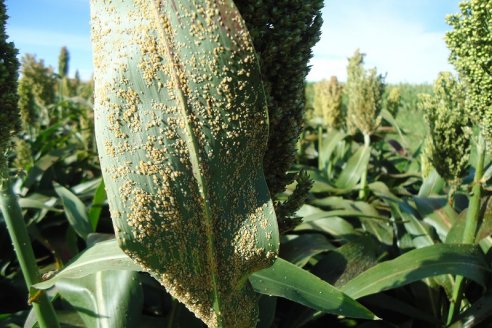 Se viene la emergencia sanitaria por pulgón amarillo y habilitarán uso excepcional de agroquímicos