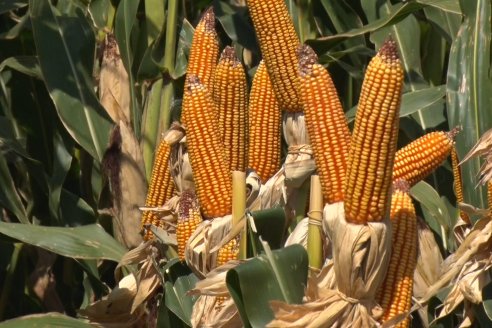 A Campo Abierto 2022 - Un fascinante recorrido por el futuro del agro argentino