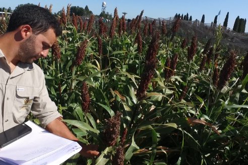 El futuro inmediato será de menos sorgo y más maíces tardíos