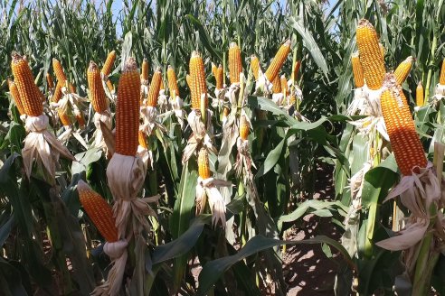 A Campo Abierto 2022 - Un fascinante recorrido por el futuro del agro argentino