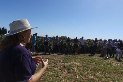 El cultivo de sorgo es una alternativa poco aceptada por los productores para esta campaña agrícola