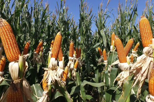 A Campo Abierto 2022 - Un fascinante recorrido por el futuro del agro argentino