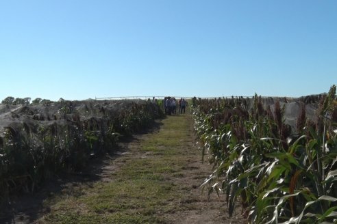 1 Estacion del GIRO DI SORGO de Maizar en la EEA INTA Paraná