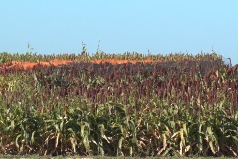 1 Estacion del GIRO DI SORGO de Maizar en la EEA INTA Paraná