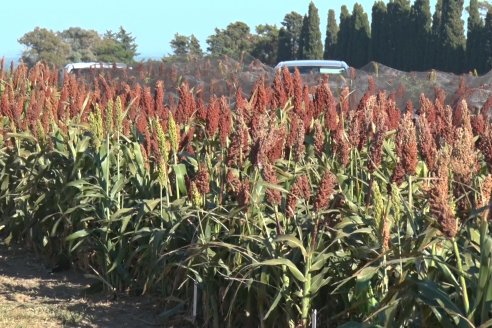 1 Estacion del GIRO DI SORGO de Maizar en la EEA INTA Paraná