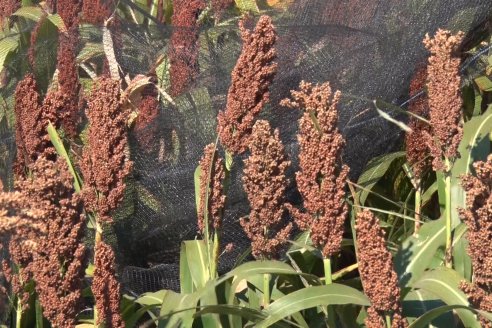 1 Estacion del GIRO DI SORGO de Maizar en la EEA INTA Paraná