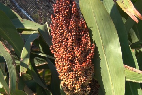 1 Estacion del GIRO DI SORGO de Maizar en la EEA INTA Paraná