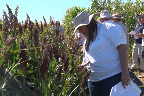 1 Estacion del GIRO DI SORGO de Maizar en la EEA INTA Paraná